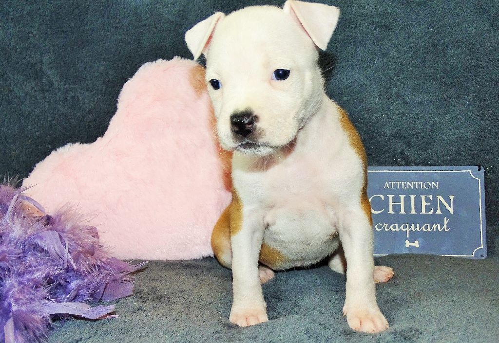 Du Panthéon Des Vanedy - Chiot disponible  - American Staffordshire Terrier