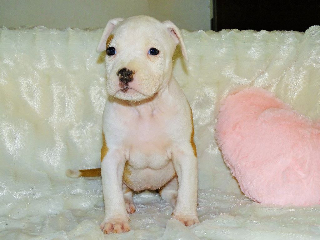 Du Panthéon Des Vanedy - Chiots disponibles - American Staffordshire Terrier